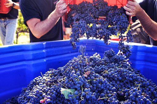 Harvesters basket full of red grapes